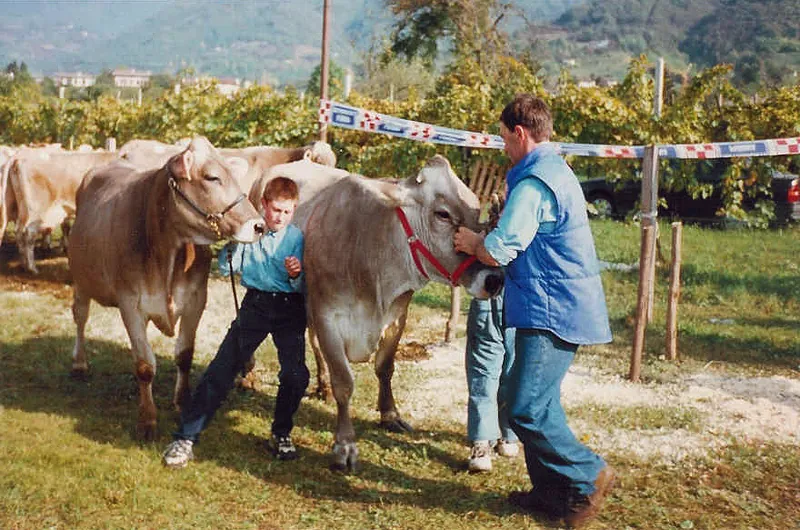 Vacche di razza bruna presentate in una mostra all'aperto tra i vigneti, 1998