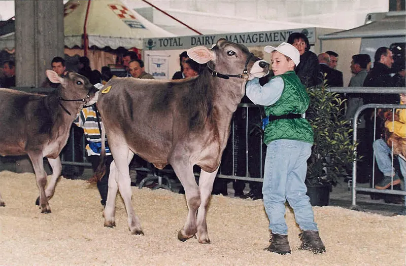 Federico Stramare da ragazzo con la vacca Zippa a una mostra bovina
