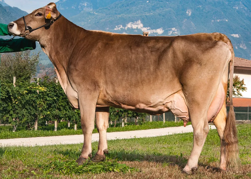 Mucca di razza bruna dell'azienda agricola Stramare